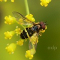 Dasysyrphus tricinctus, male, hoverfly,  Alan Prowse
